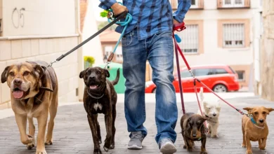 finding-the-perfect-dog-walker-in-newton,-ma