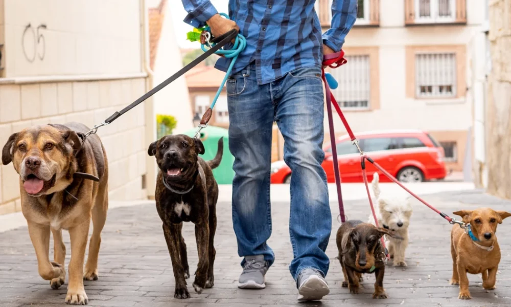 finding-the-perfect-dog-walker-in-newton,-ma